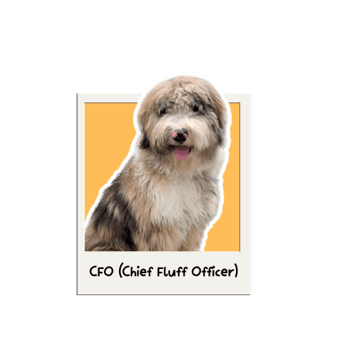 Bailey the CFO