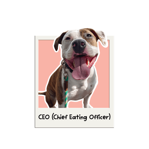 Bailey the CEO